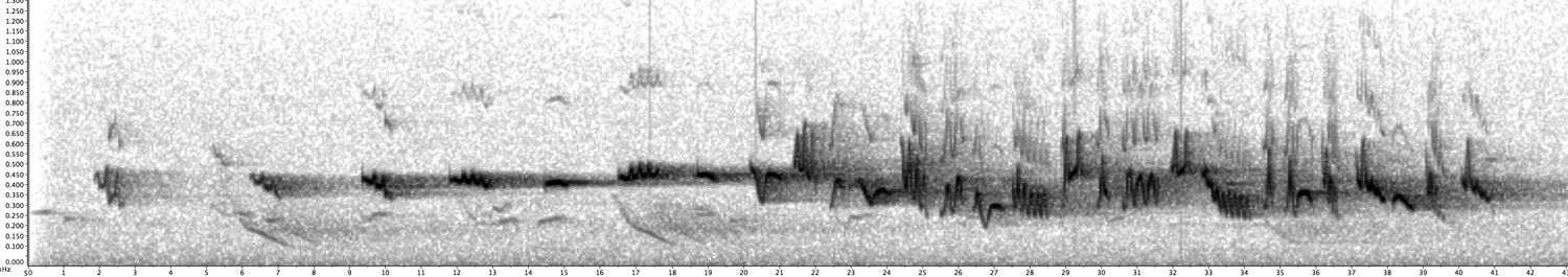 Sonogram of Blue Wren song slowed down Sonogram of Blue Wren song slowed down